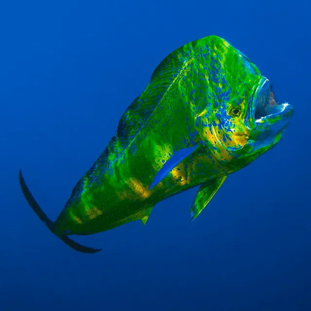 Dorado