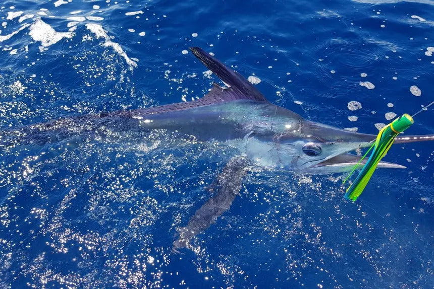 Marlin