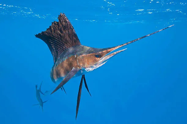 Sailfish