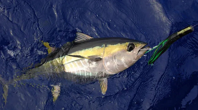 Yellowfin Tuna